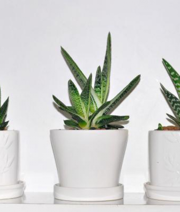 Three Houseplants That Support Peaceful Dreaming