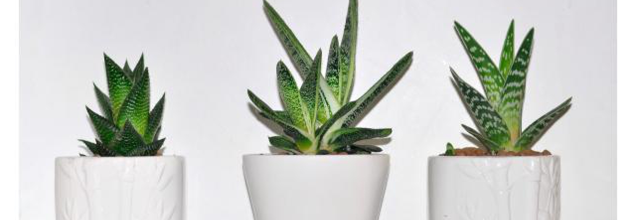 Three Houseplants That Support Peaceful Dreaming